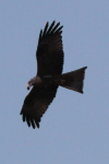 Black Kite (Milvus migrans)